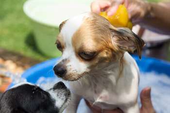 Por que você nunca deve passar perfume em seu cão