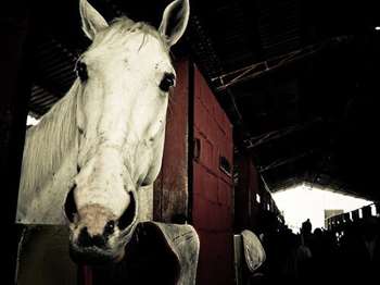 Cabeça de cavalo em estábulo