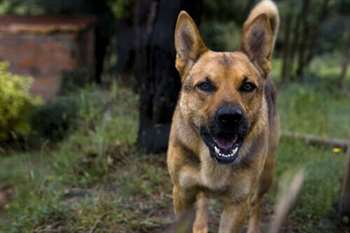 Saiba mais sobre os efeitos da raiva nos cachorros