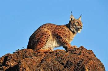 Espécies de lince pelo planeta