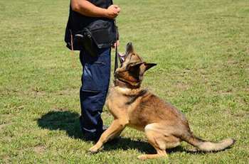 centro de adestramento de cães