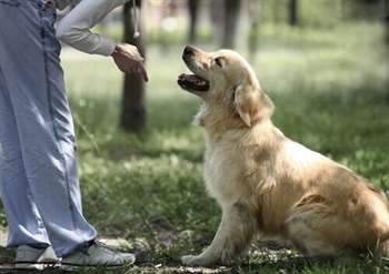 6 erros comuns no adestramento de seu cão