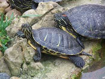 cuidados com tartarugas