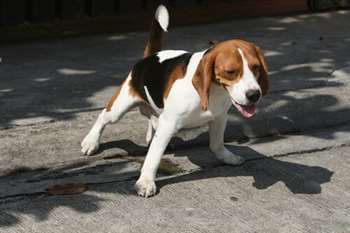 Cachorro Beagle fazendo xixi