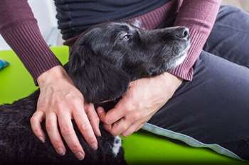 Como tratar a infecção urinária canina