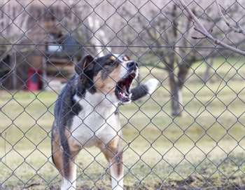 cão agressivo