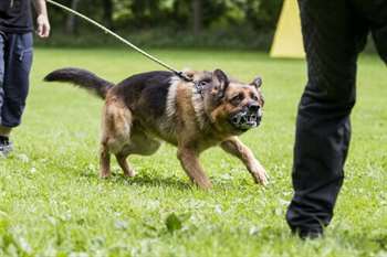 Como prevenir a agressividade do seu cão