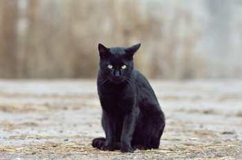 gato preto