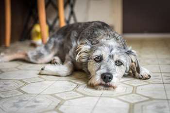 cão entediado 