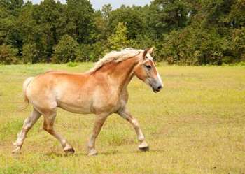 Cavalo belga de tração