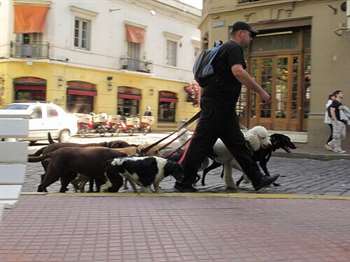 O que observar em um passeador de cães