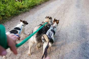 Passear com vários cães