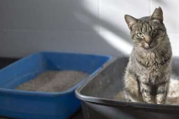 Gato na caixa de areia