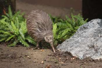 Conheça o kiwi, um pássaro que não voa