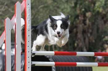 Agility border collie