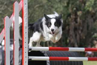 Agility com o border collie: conheça essa atividade