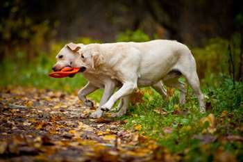 Como adestrar um cão Labrador