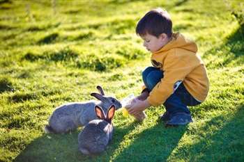 Menino dando ração a coelhos