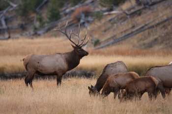 Cervo canadense