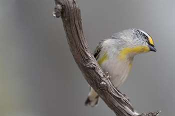 Pardalote da Tasmânia