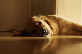 As horas de sono dos cães velhos