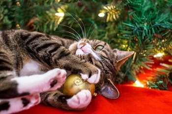 Gatinho brincando com bola de Natal