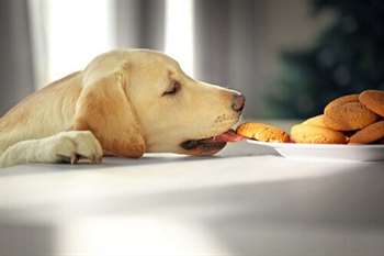 O que os animais de estimação podem comer no Natal?