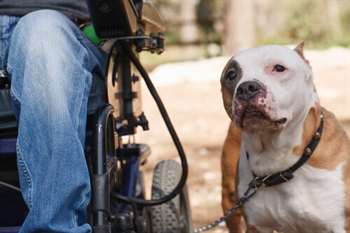 Como é a vida dos cães de terapia