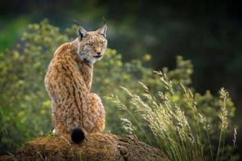 Lince ibérico