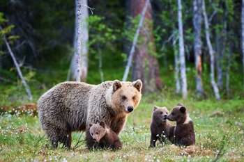 Os grandes mamíferos que vivem em Yellowstone