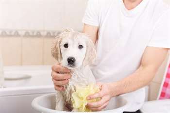 Cachorro tomando banho