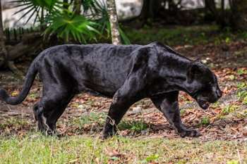 Panteras: características, hábitos e habitat