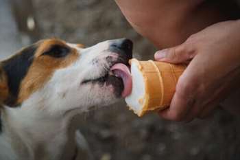 Existem guloseimas sem glúten para os cães?