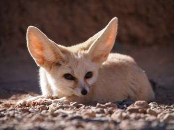 A fauna do Marrocos