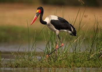 Jabiru africano