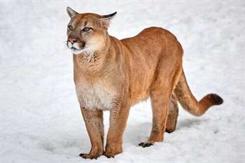 animais da Patagônia: Puma