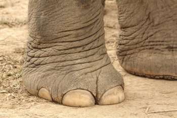 Patas de elefante