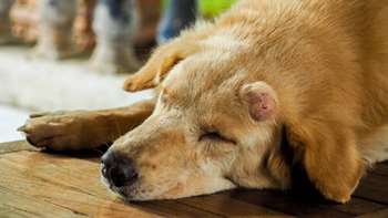 Cão com tumor de pele