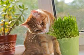 Plantas tóxicas para gatos