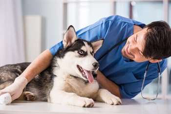 husky siberiano no veterinário