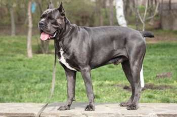 Da Roma Antiga para a atualidade: o Cane corso