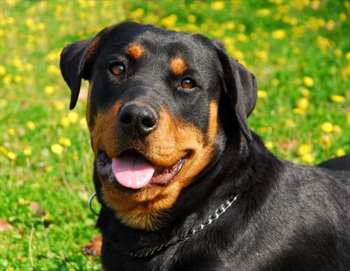 Rottweiler