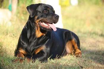 Rottweiler