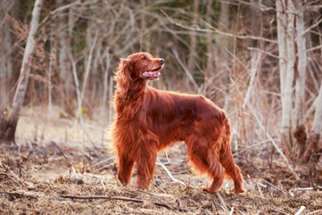 Setter Irlandês Ruivo: um cão lindo e simpático