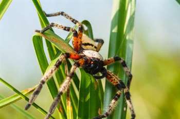 conheça as aranhas mais venenosas