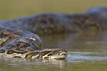 Cobra constritora no rio