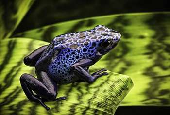 Sapo-boi-azul