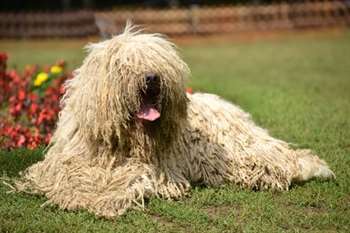 As 8 raças de cachorro mais curiosas