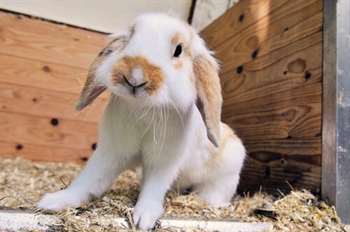 coelho raça holland lop