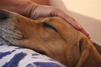 Os cachorros sentem emoções comparadas às de uma criança